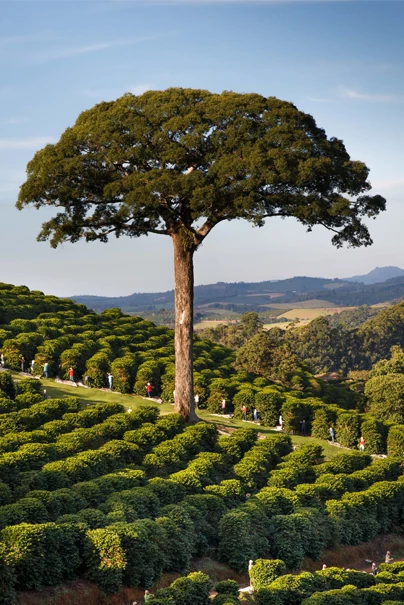 Fresh coffee cherries and beans from Orfeu farm in Brazil - Single origin specialty coffee harvesting